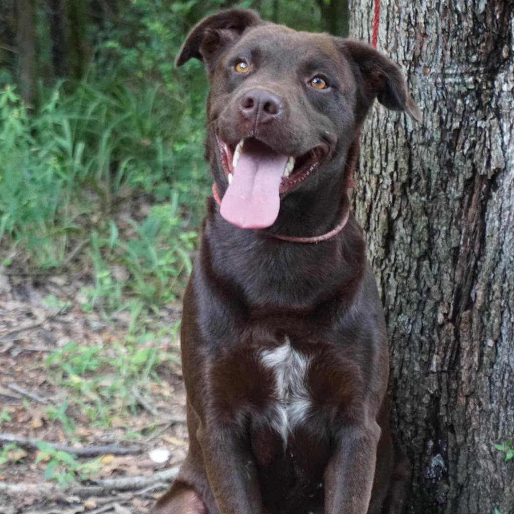 Winkler, a Adoptable Chocolate Labrador Retriever in Monroeville, AL image 6/6