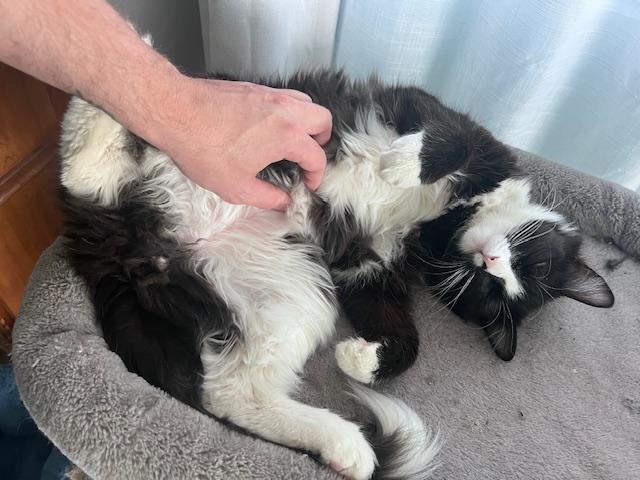 Enlarge REGGIE - Courtesy Listing, an adopted Tuxedo in Prescott, AZ image 5/6