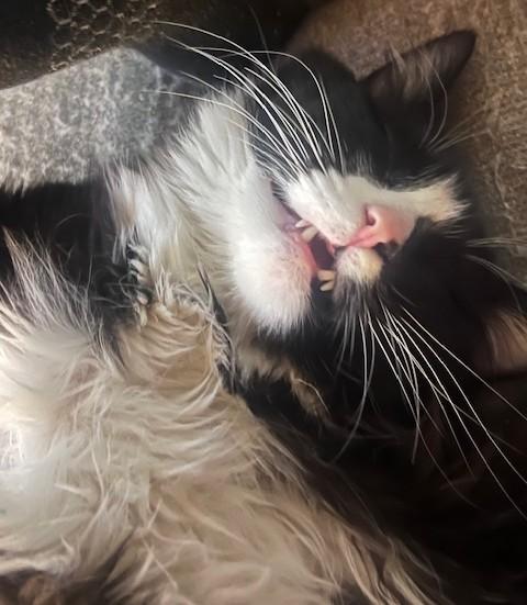 Enlarge REGGIE - Courtesy Listing, an adopted Tuxedo in Prescott, AZ image 3/6