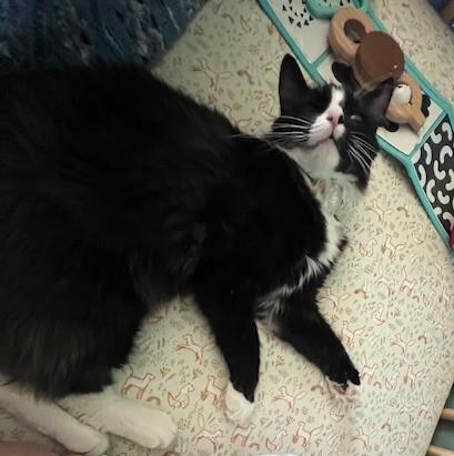 Enlarge REGGIE - Courtesy Listing, an adopted Tuxedo in Prescott, AZ image 2/6