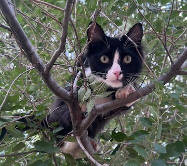Enlarge REGGIE - Courtesy Listing, an adopted Tuxedo in Prescott, AZ image 6/6