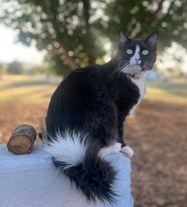 Enlarge REGGIE - Courtesy Listing, an adopted Tuxedo in Prescott, AZ image 1/6