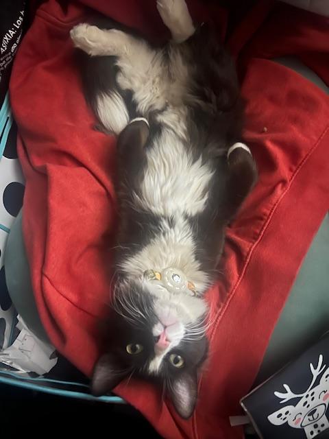 Enlarge REGGIE - Courtesy Listing, an adopted Tuxedo in Prescott, AZ image 4/6