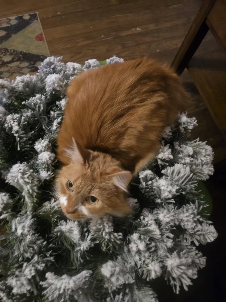 Enlarge Sebastian, a Adoptable Domestic Long Hair in Plumerville, AR image 5/6