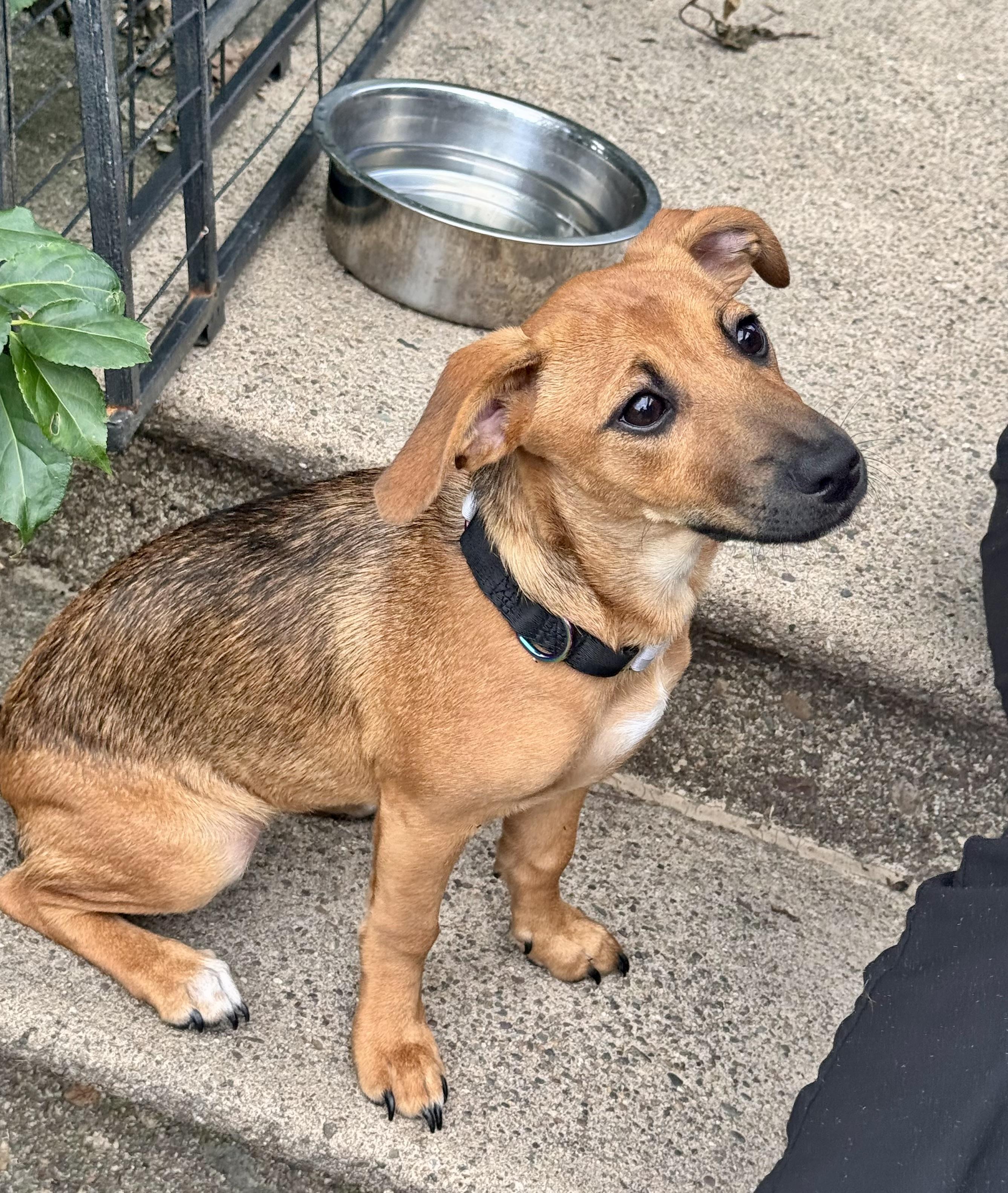 Enlarge VELMA, an adopted mixed breed in Dumont, NJ image 6/6