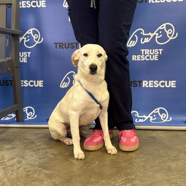Enlarge DOVE, a Adoptable Terrier in Berlin, NJ image 1/5