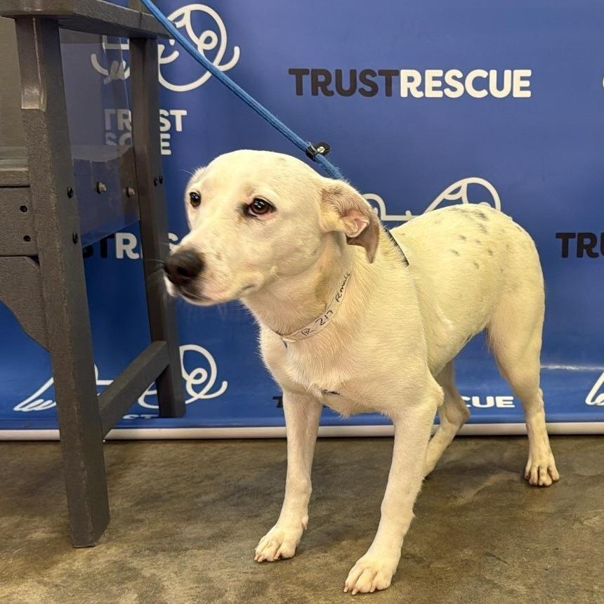Enlarge DOVE, a Adoptable Terrier in Atco, NJ image 2/5