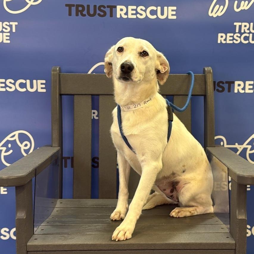Enlarge DOVE, a Adoptable Terrier in Atco, NJ image 1/5