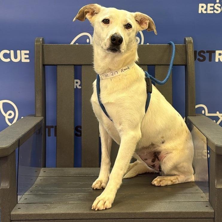 Enlarge DOVE, a Adoptable Terrier in Atco, NJ image 3/5