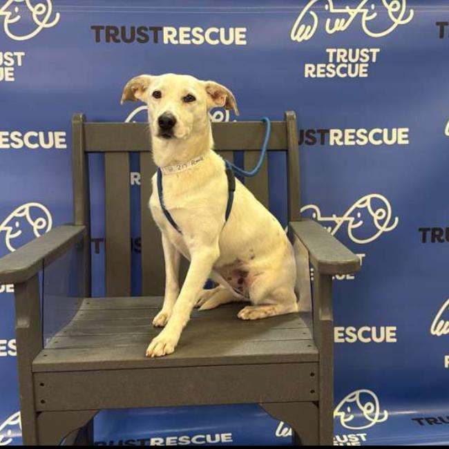 Enlarge DOVE, a Adoptable Terrier in Berlin, NJ image 4/5