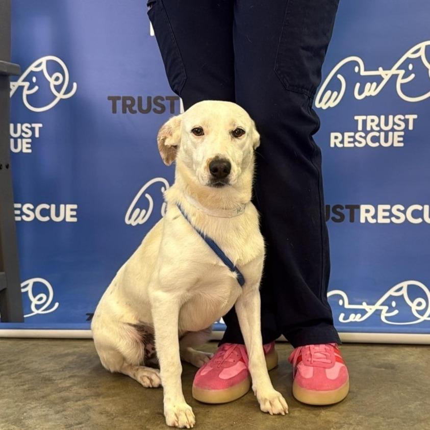 Enlarge DOVE, a Adoptable Terrier in Atco, NJ image 4/5
