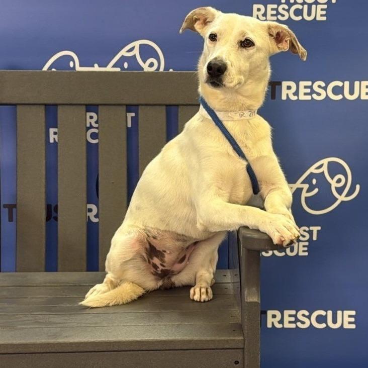 Enlarge DOVE, a Adoptable Terrier in Atco, NJ image 5/5