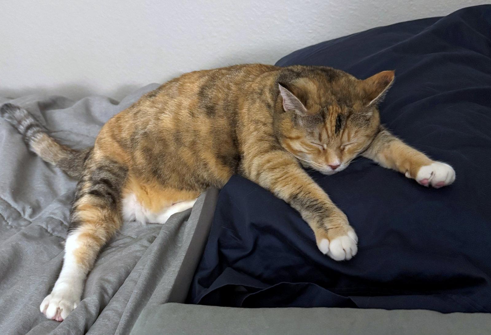Enlarge TALLIE #1965 - Offered by Owner - Bonded w/Bonnie, a Adoptable mixed breed in Hillsboro, OR image 1/3