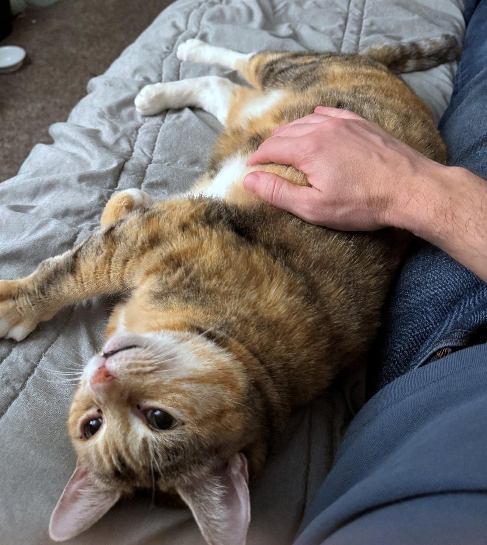 Enlarge TALLIE #1965 - Offered by Owner - Bonded w/Bonnie, a Adoptable mixed breed in Hillsboro, OR image 3/3