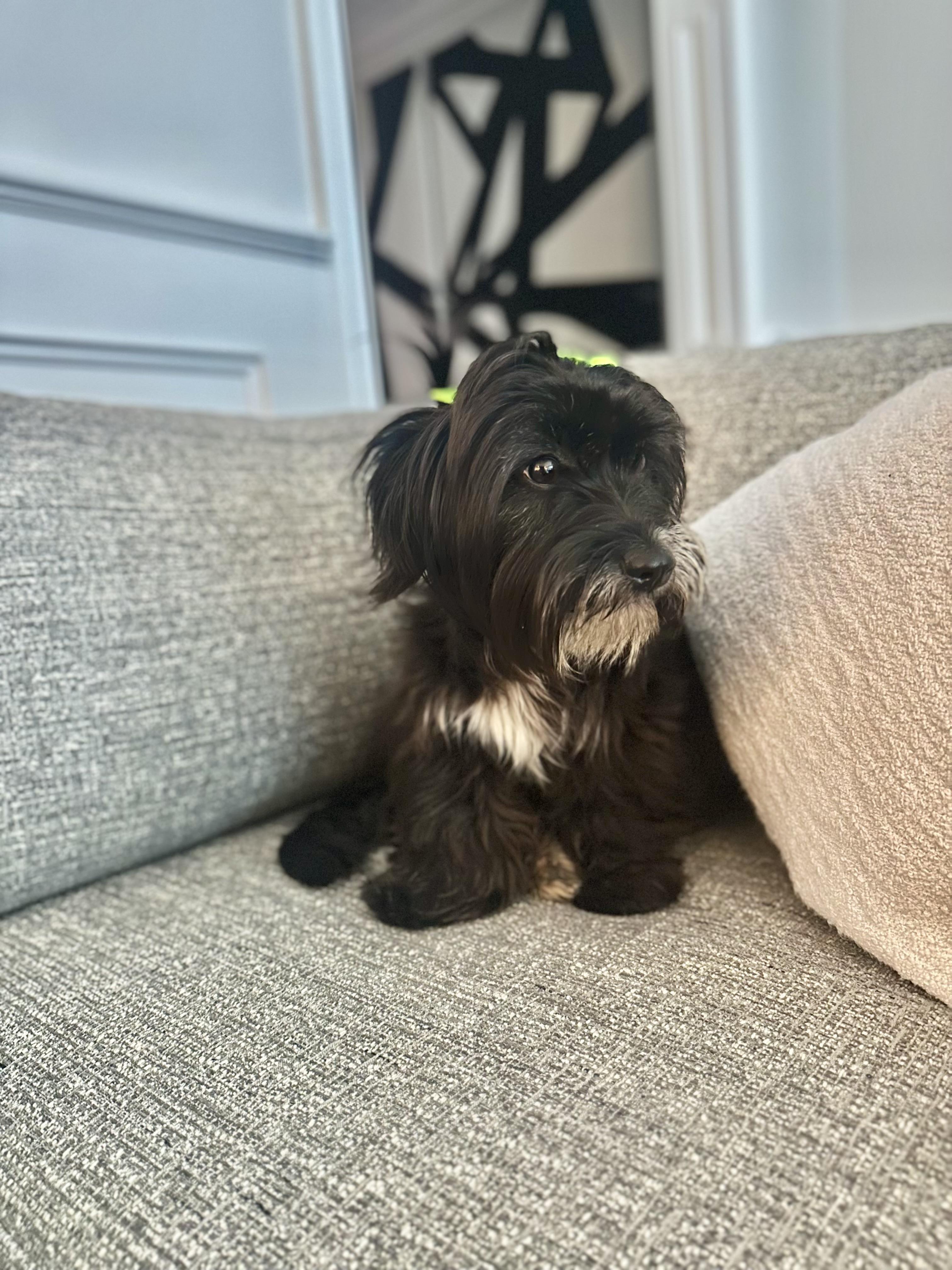 Wonton , adopted, Young Female Maltese & Yorkie Poo.