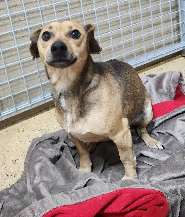 hinkle, Adoptable, Adult Male Dachshund & Chihuahua.