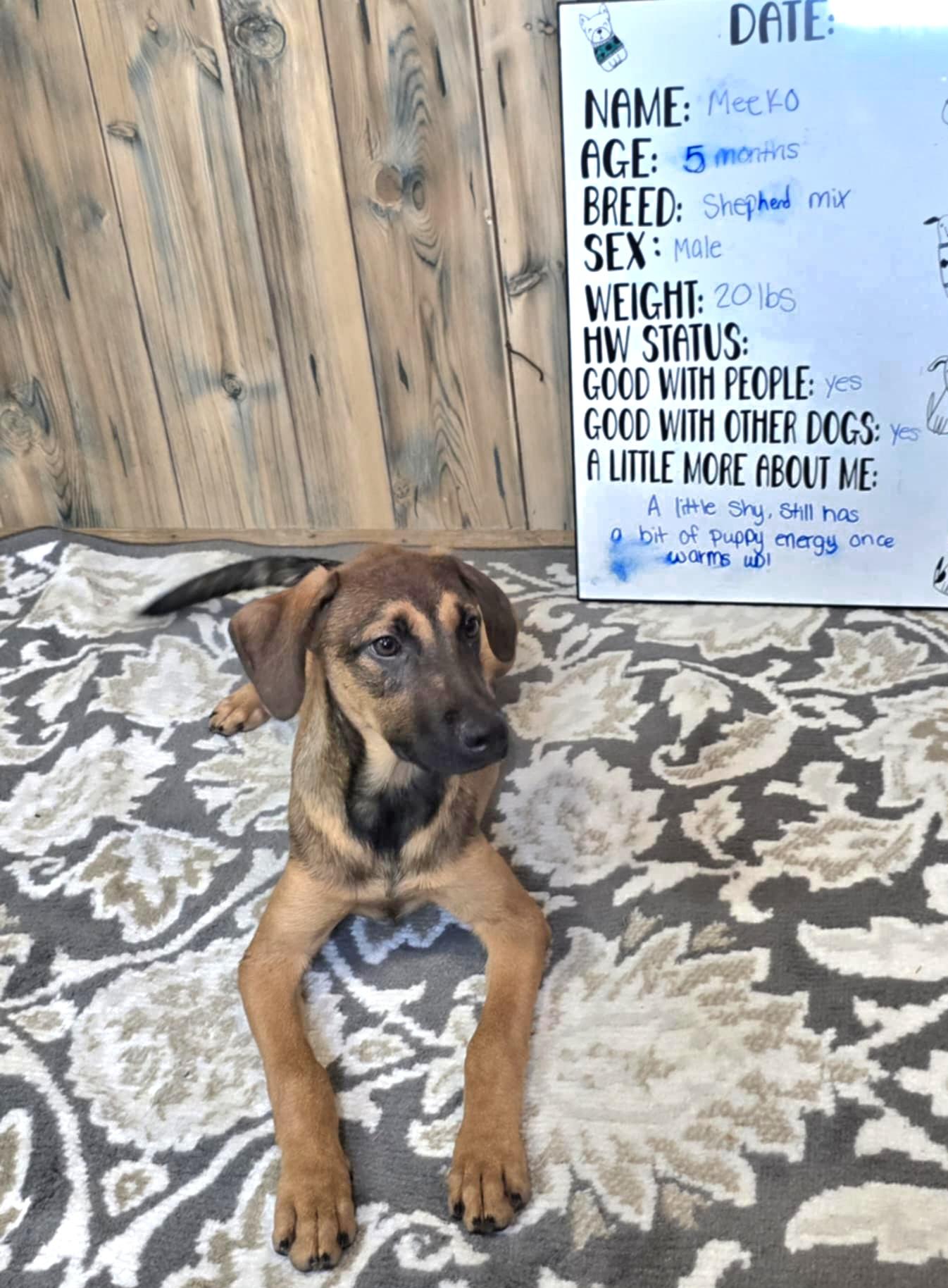 Enlarge Meeko, a Adopted mixed breed in Camden, AR image 1/1