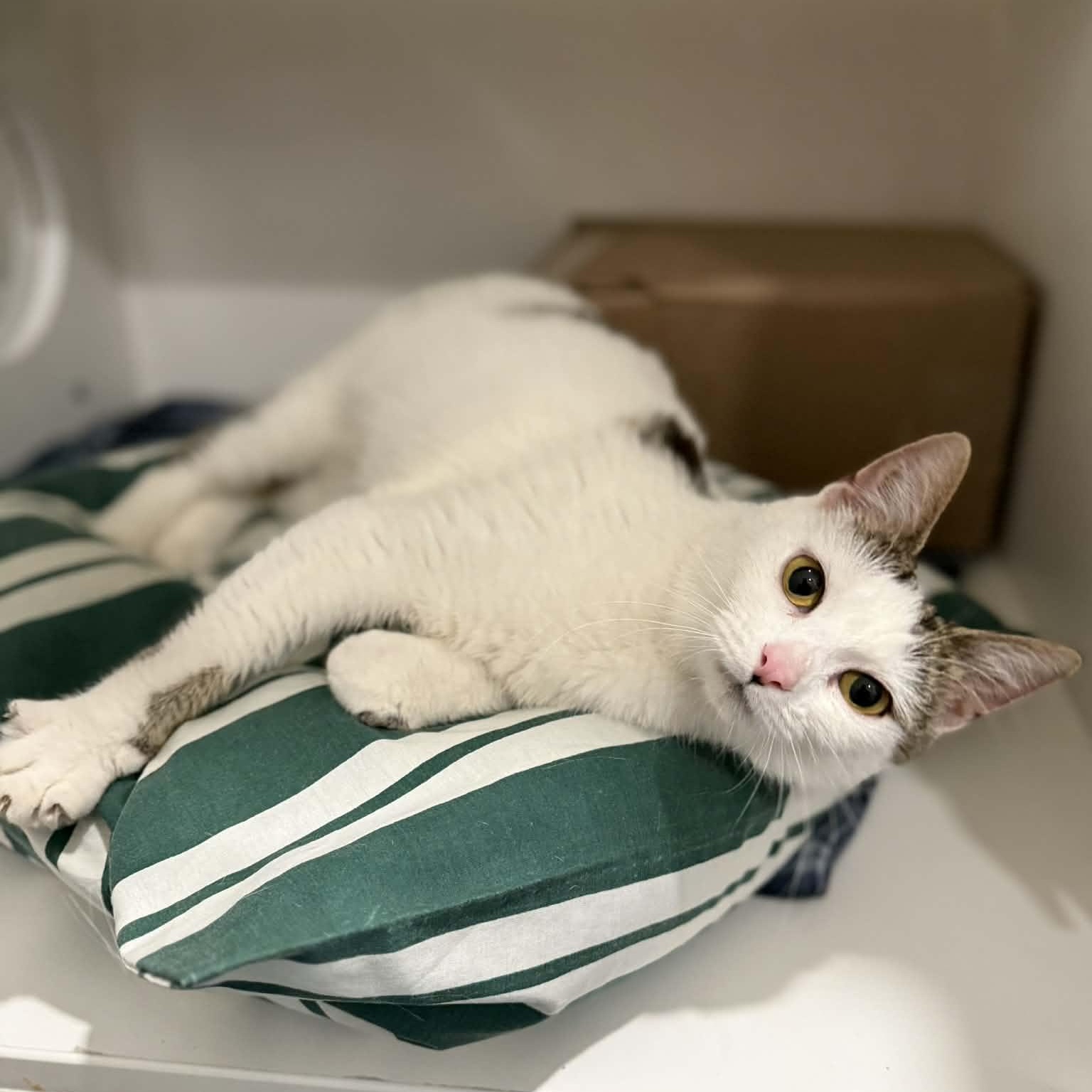 Enlarge Rachel, an adopted mixed breed in Penn Yan, NY image 2/5