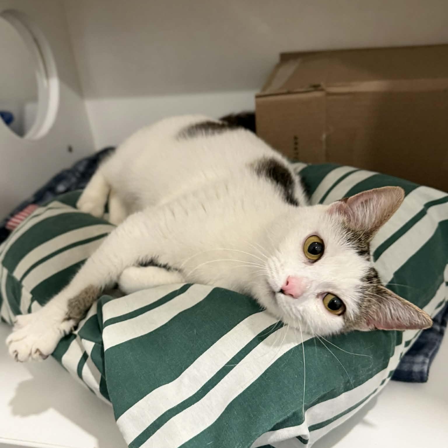 Enlarge Rachel, an adopted mixed breed in Penn Yan, NY image 3/5