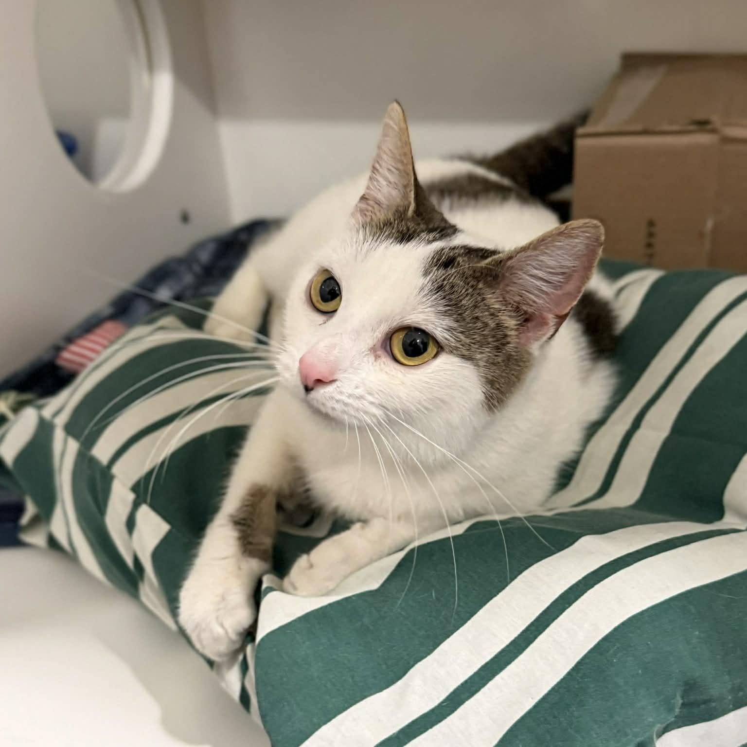 Enlarge Rachel, an adopted mixed breed in Penn Yan, NY image 4/5