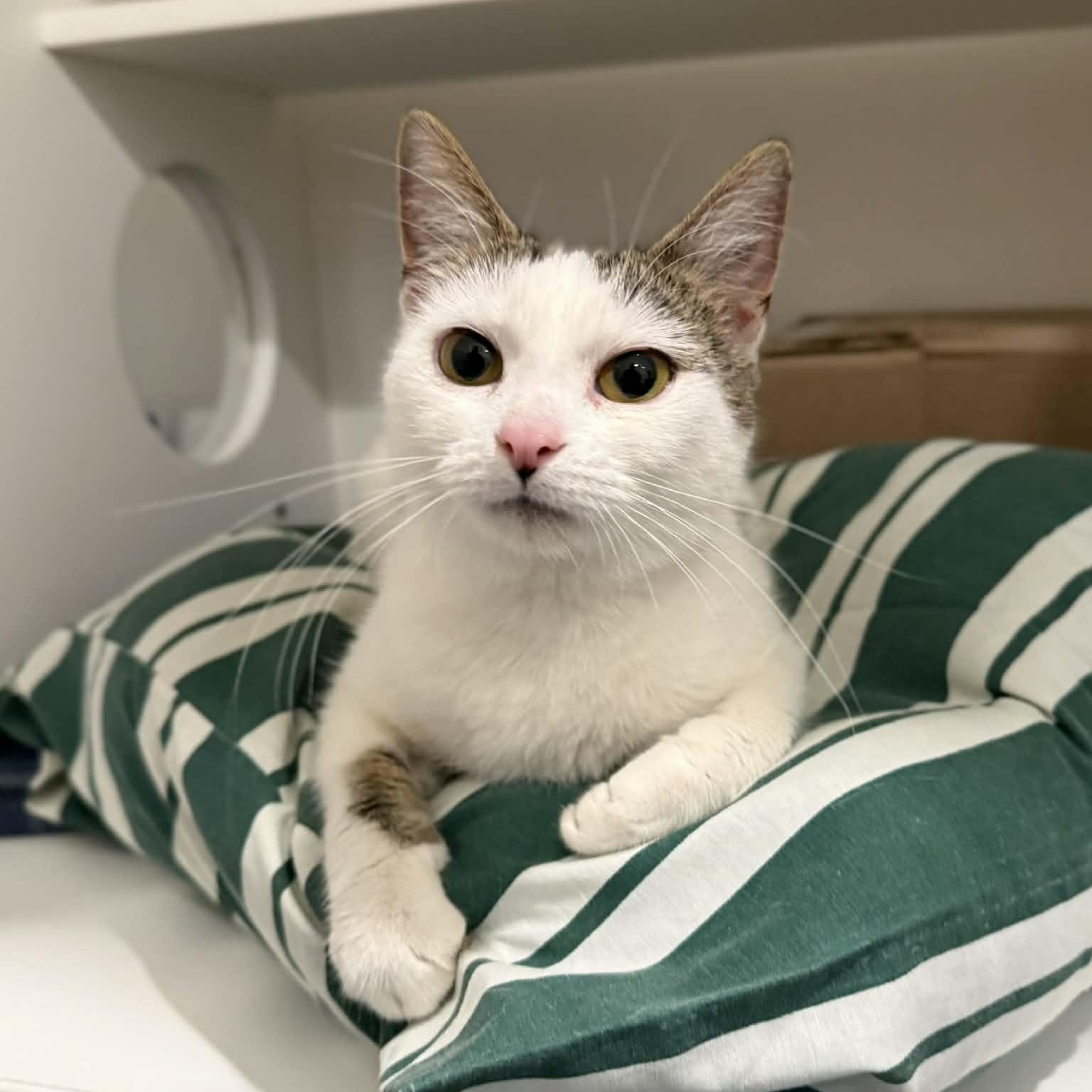 Rachel, adopted, Young Female Domestic Short Hair.