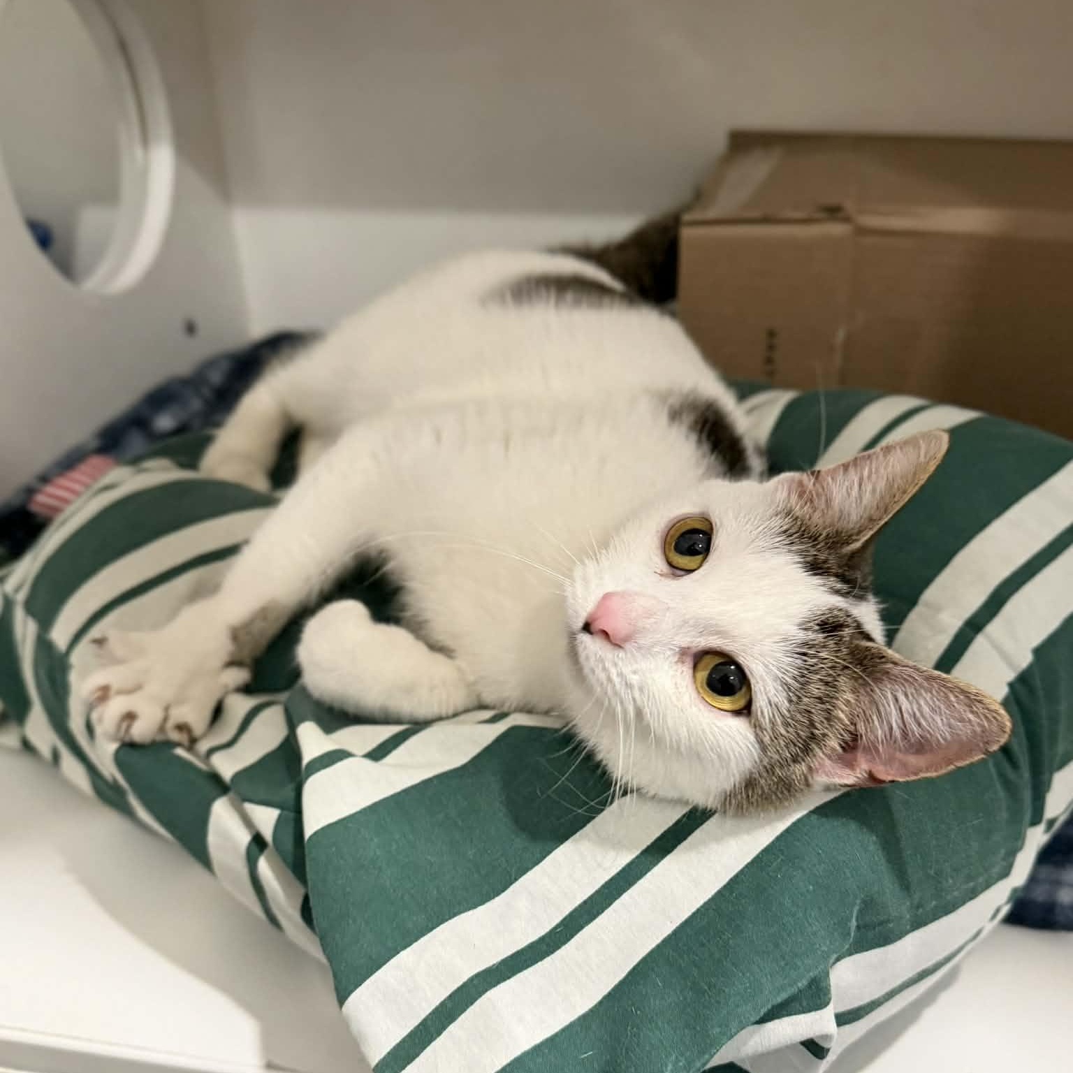 Enlarge Rachel, an adopted mixed breed in Penn Yan, NY image 5/5