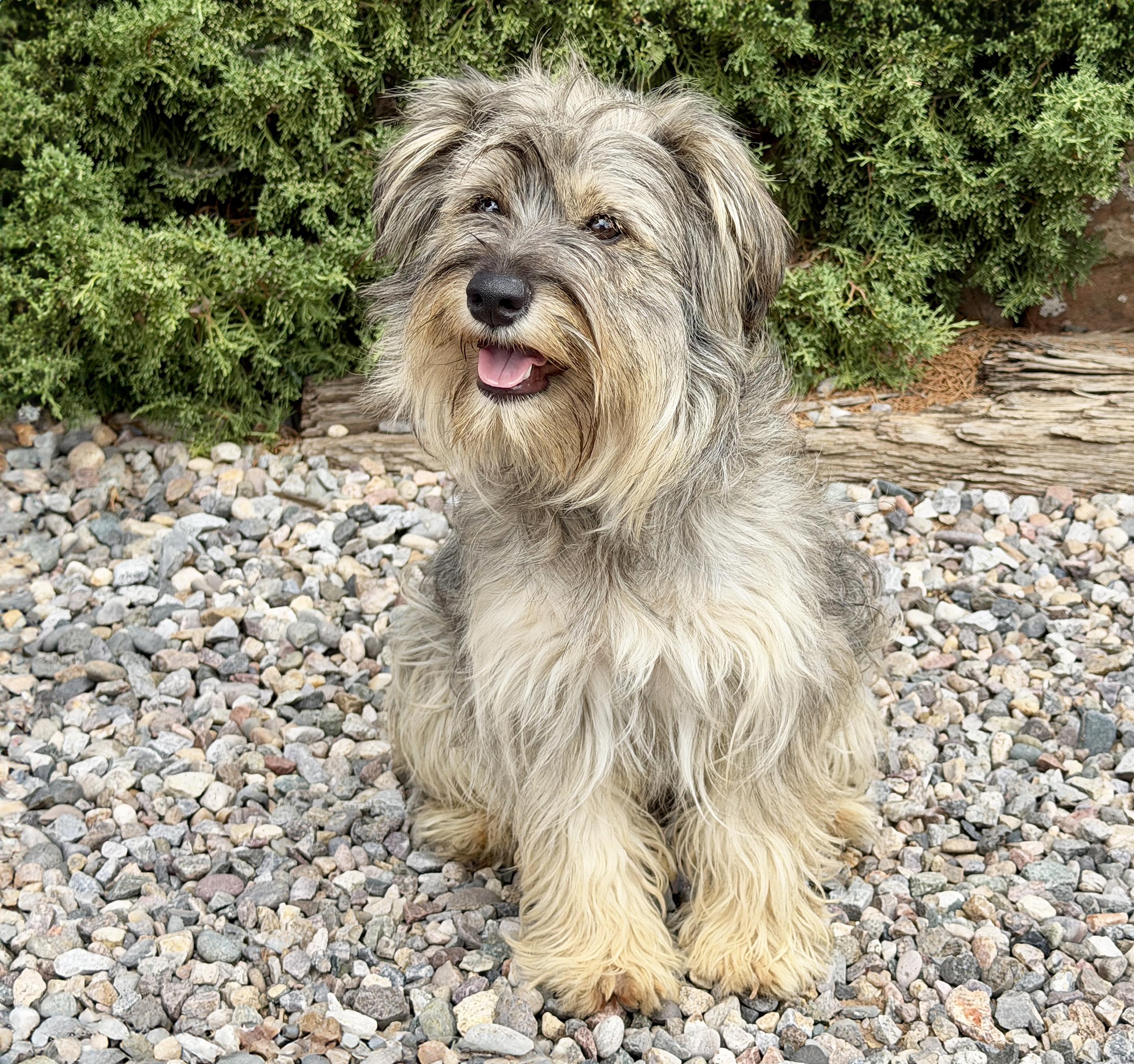Absolutely Adorable Lil Ms Aubrey - Schnoodle, Adoptable, Young Female Schnoodle.