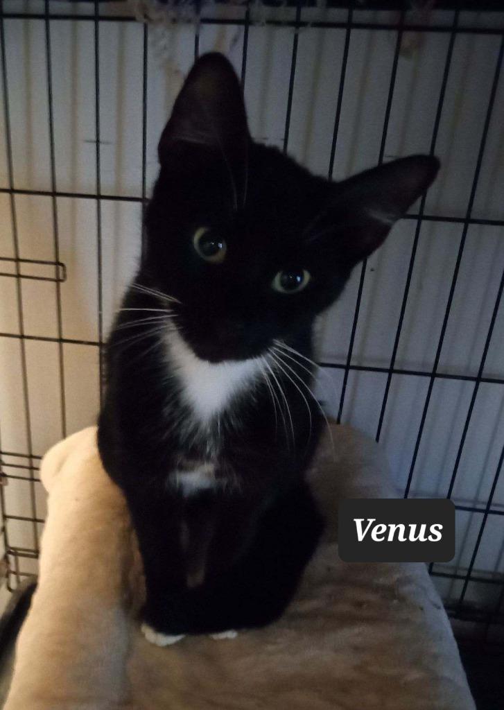 Venus, Adoptable, Young Female Domestic Short Hair.