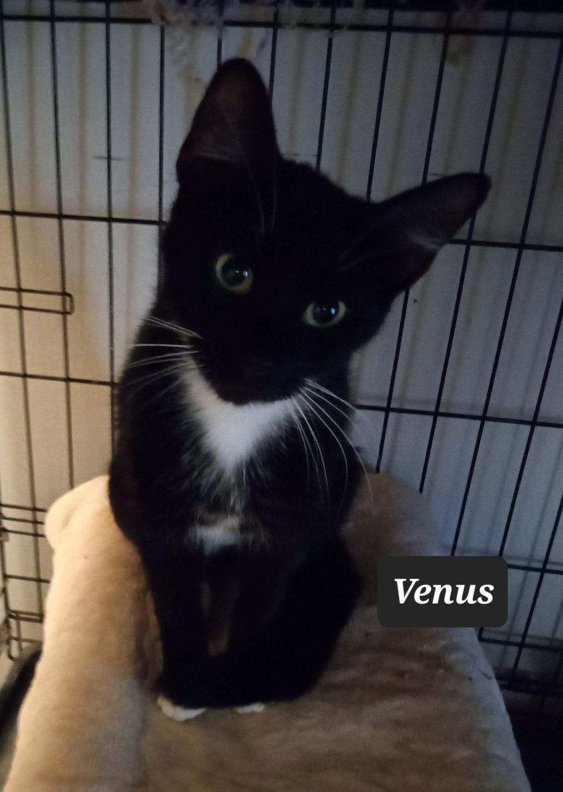 Venus