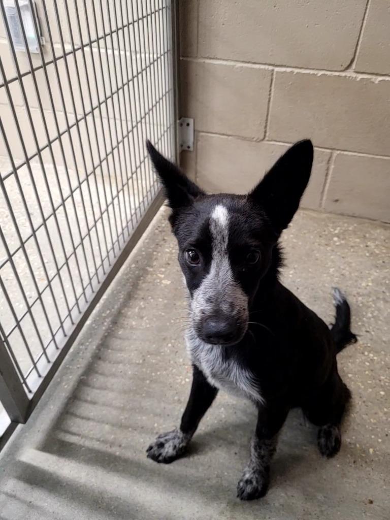 Marilyn, Adoptable, Puppy Female Cattle Dog.