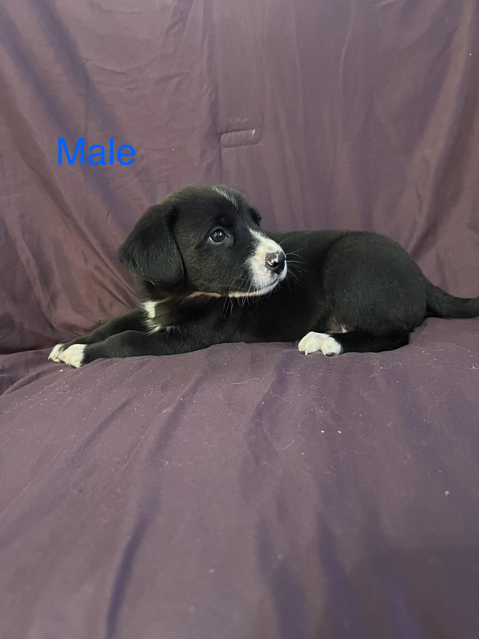 Howard, adopted, Puppy Male Labrador Retriever.