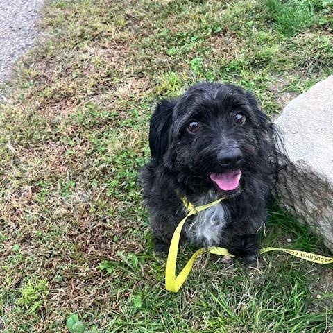 Enlarge TYSON 248-26, a Adopted mixed breed in Cambridge, OH image 1/4