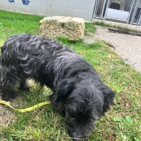 Enlarge TYSON 248-26, a Adopted mixed breed in Cambridge, OH image 2/4