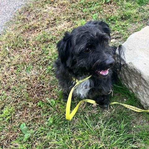 Enlarge TYSON 248-26, a Adopted mixed breed in Cambridge, OH image 3/4