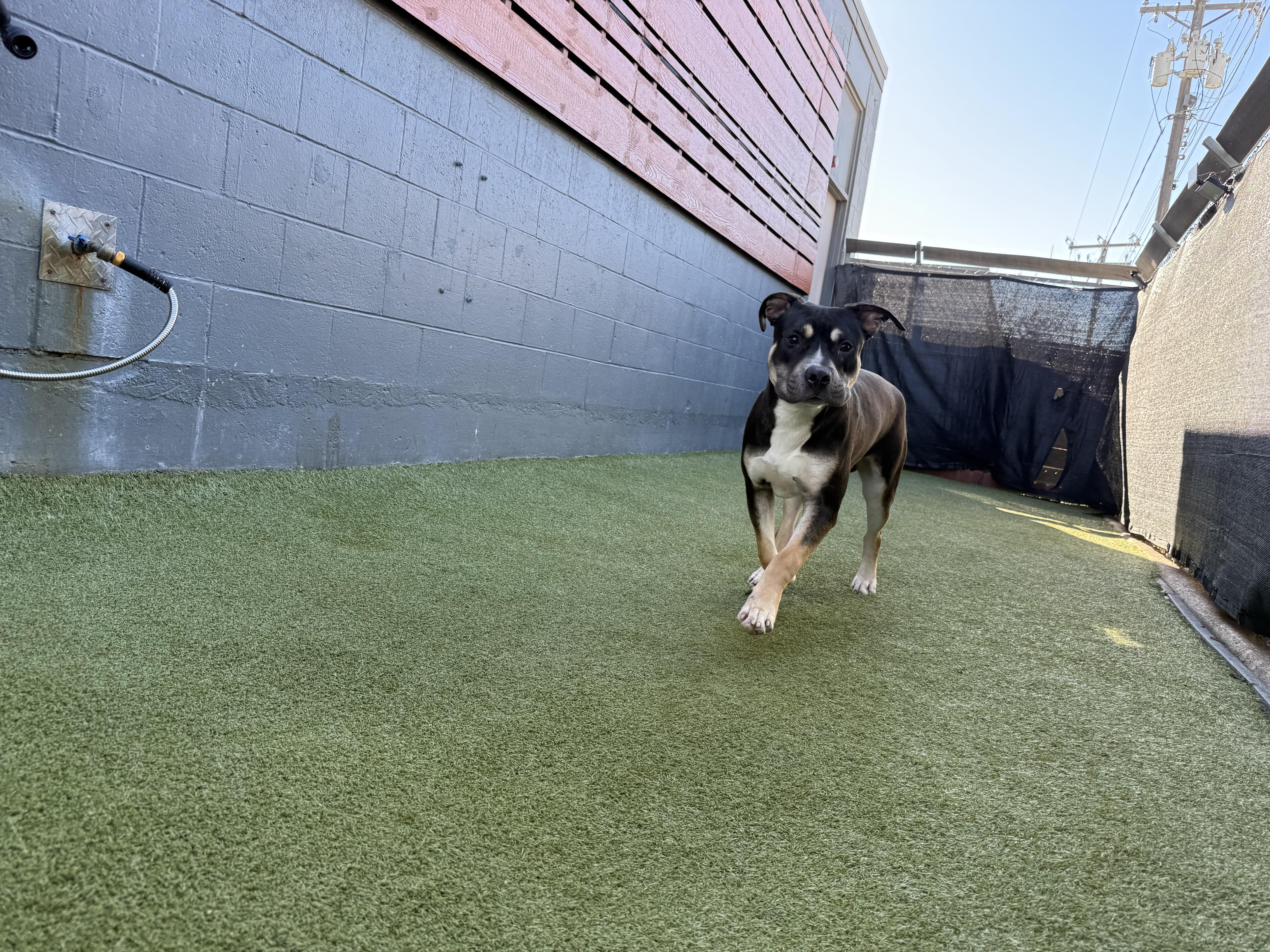 Enlarge Uno, a Adoptable Pit Bull Terrier in Carrollton, TX image 2/2