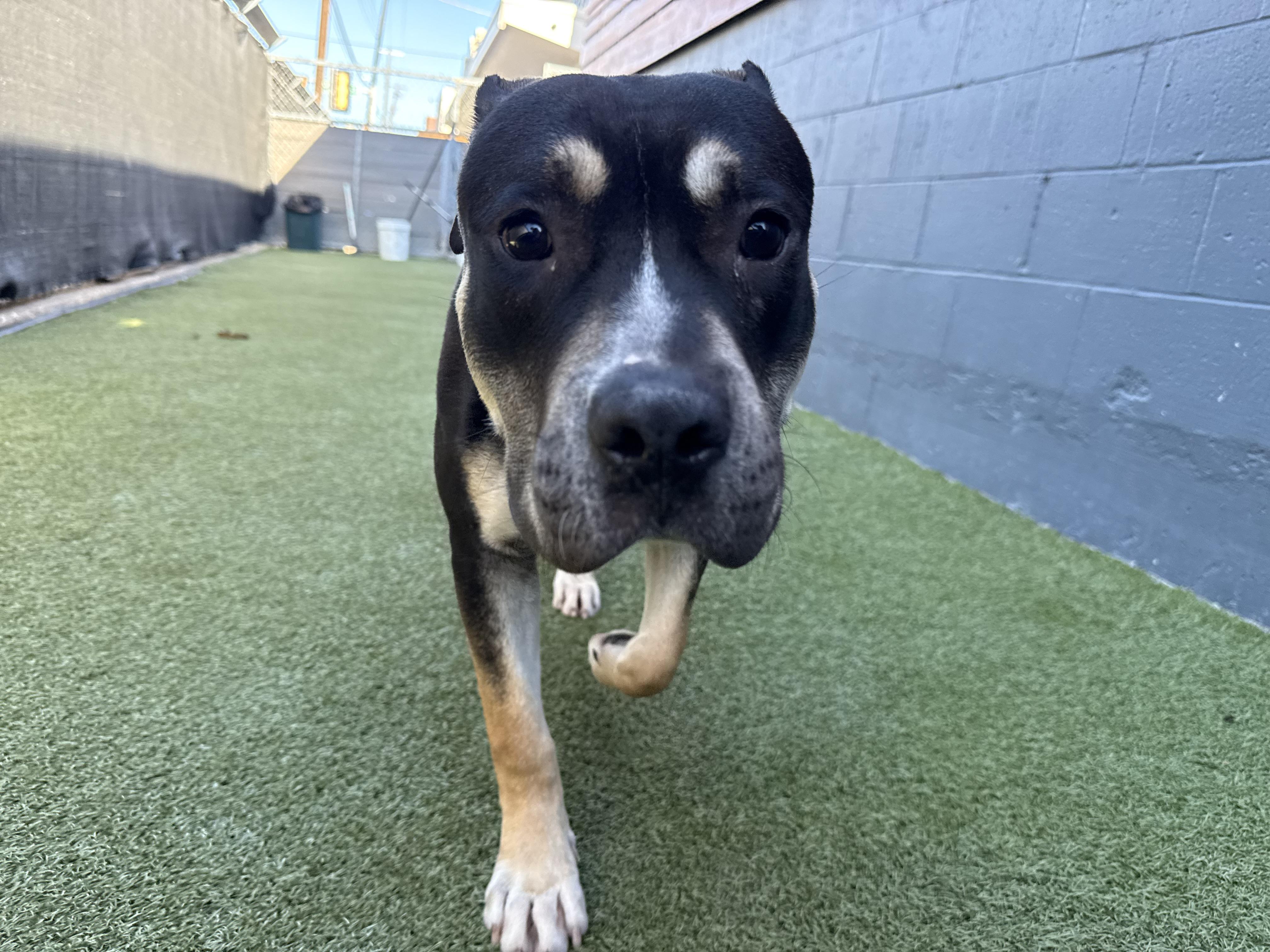 Enlarge Uno, a Adoptable Pit Bull Terrier in Carrollton, TX image 1/2