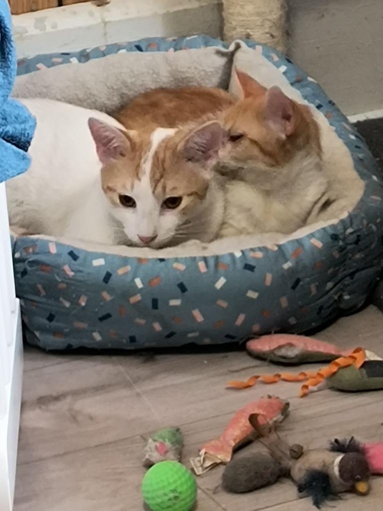 Honda, Adoptable, Adult Female American Shorthair.