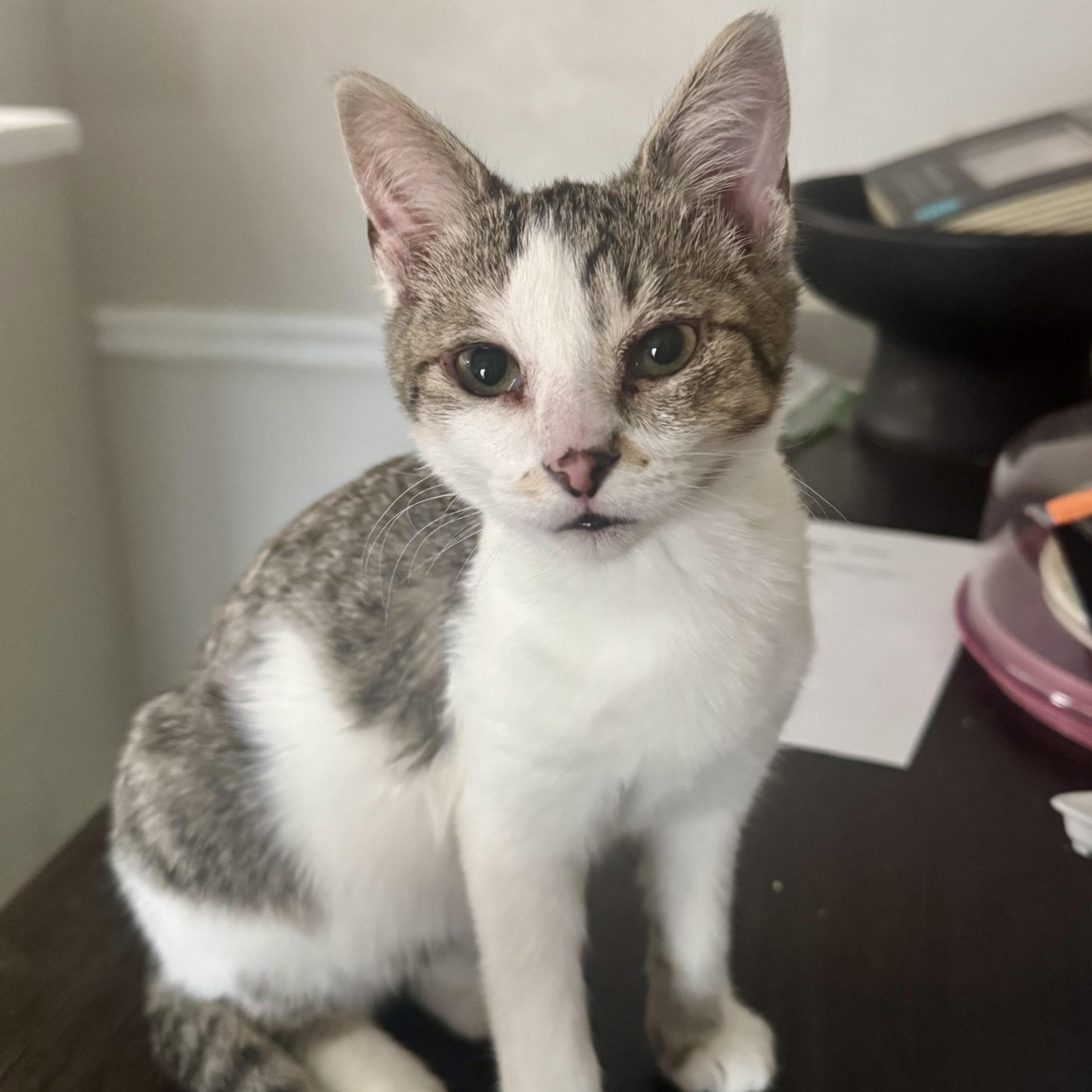 Rosie, a ADOPTABLE Domestic Short Hair in Memphis, TN image 2/4