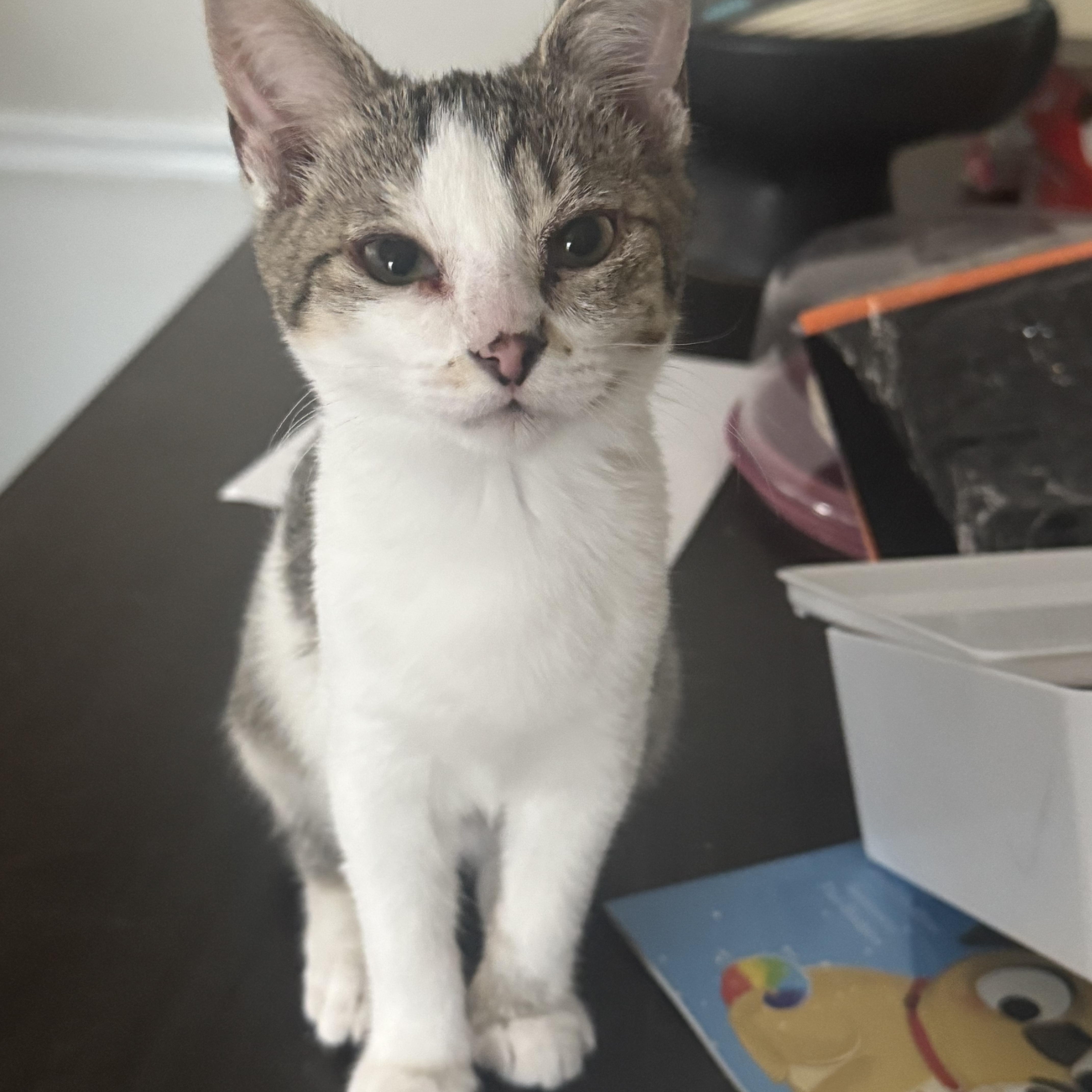 Rosie, a ADOPTABLE Domestic Short Hair in Memphis, TN image 4/4