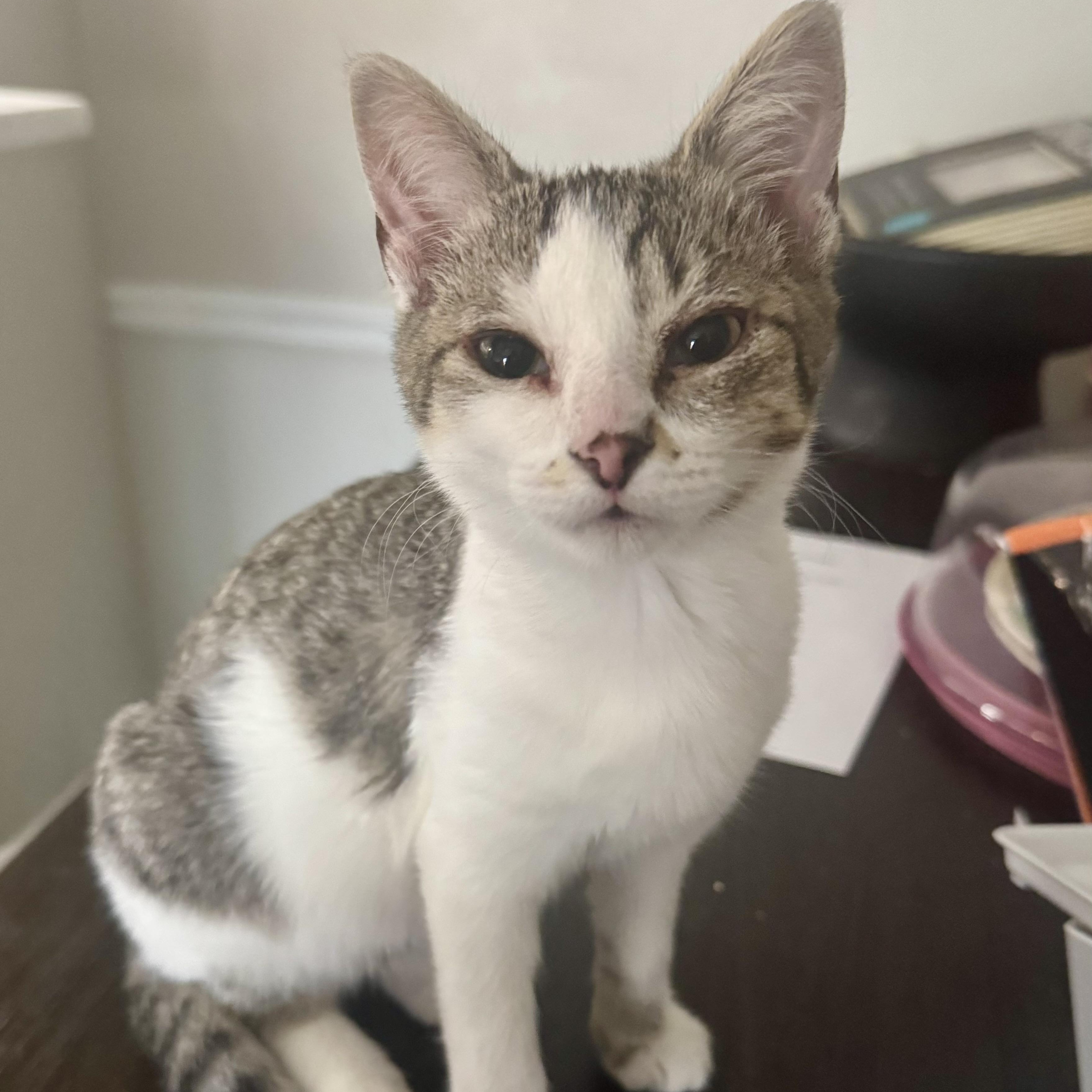 Rosie, ADOPTABLE, Kitten Female Domestic Short Hair.