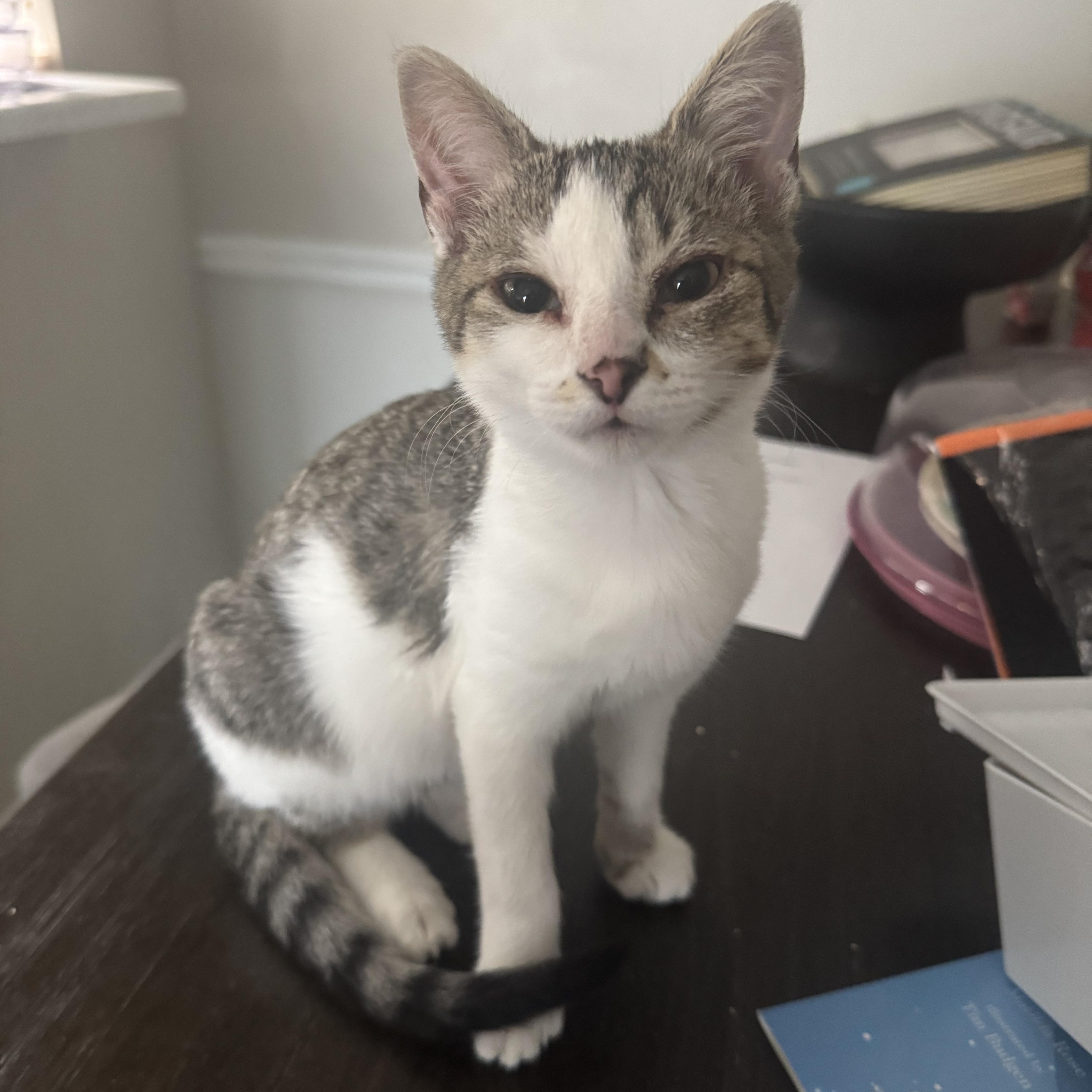 Rosie, a ADOPTABLE Domestic Short Hair in Memphis, TN image 3/4