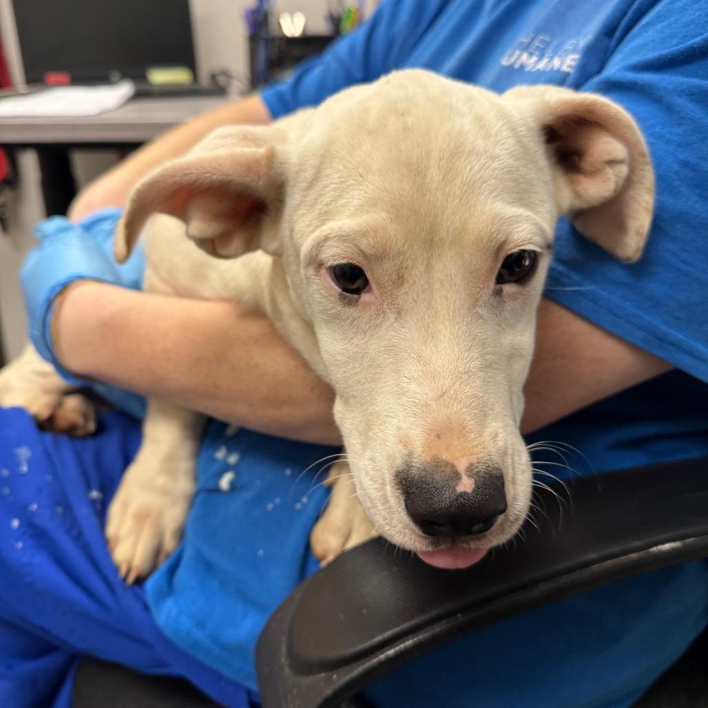 Enlarge Curly Jo, a Adoptable Mixed Breed in Columbiana, AL image 1/1