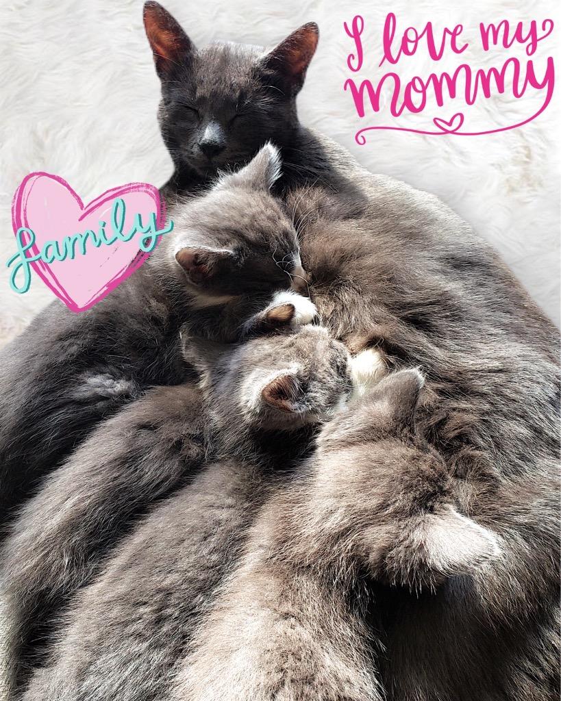 Enlarge Boris, a Adopted Russian Blue in West Bloomfield, MI image 1/2