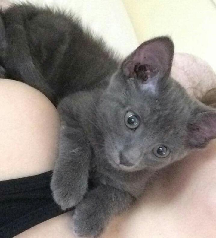 Enlarge Boris, a Adopted Russian Blue in West Bloomfield, MI image 2/2