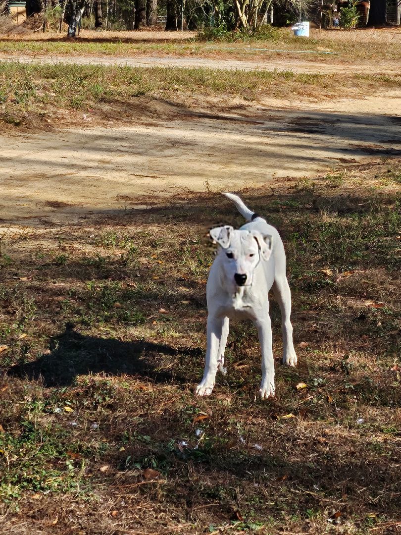 Bruno, a Adoptable mixed breed in St. George, SC image 2/4