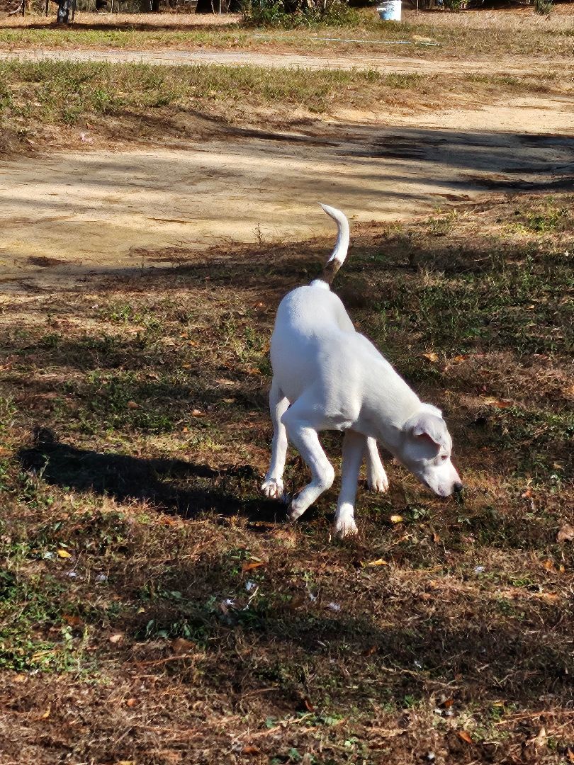 Bruno, a Adoptable mixed breed in St. George, SC image 3/4