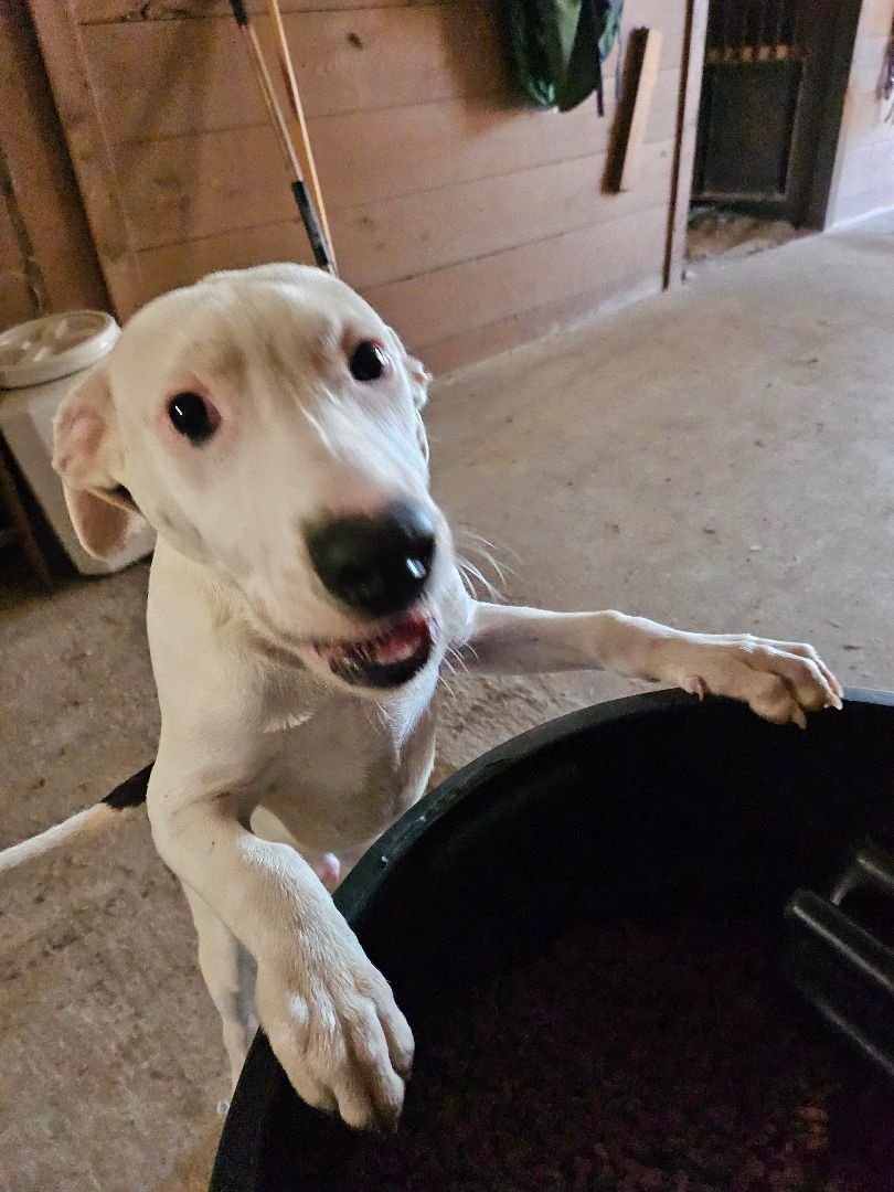 Bruno, a Adoptable mixed breed in St. George, SC image 4/4