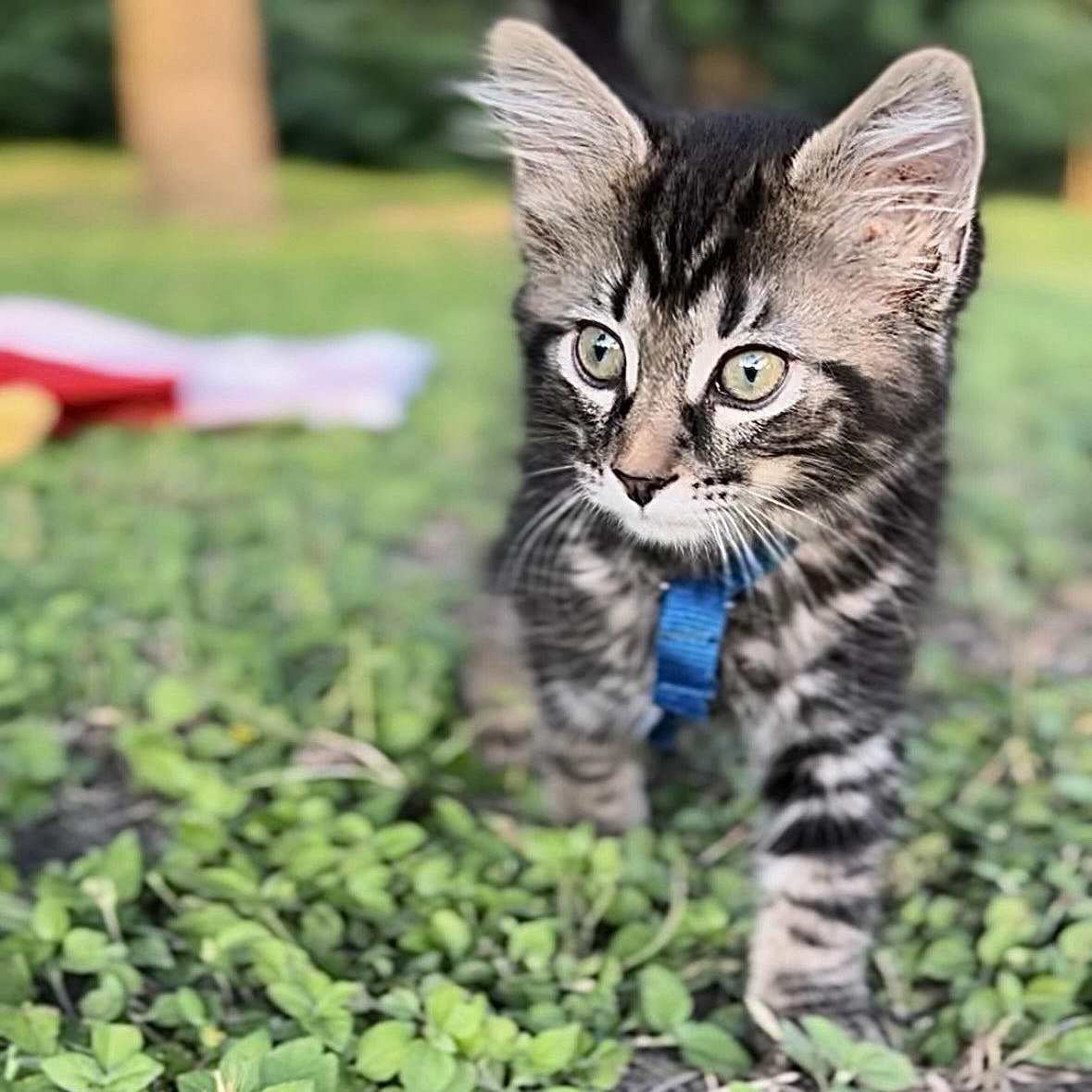 Pickles, Baby Female American Shorthair