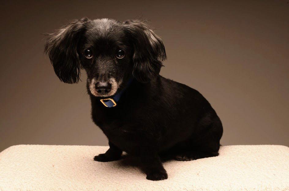Buster, a Adoptable Dachshund in Austin, TX image 1/3