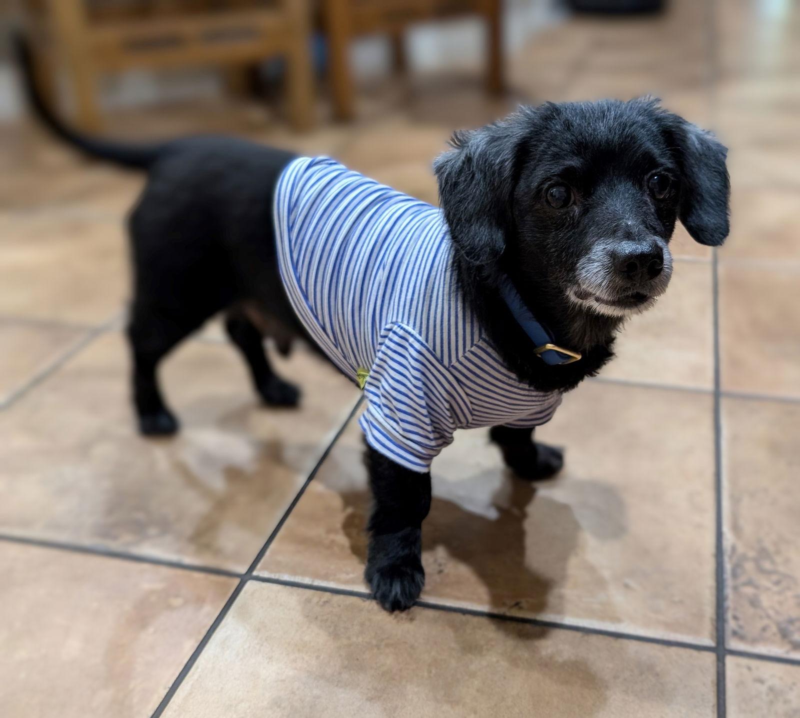 Buster, a Adoptable Dachshund in Austin, TX image 2/3